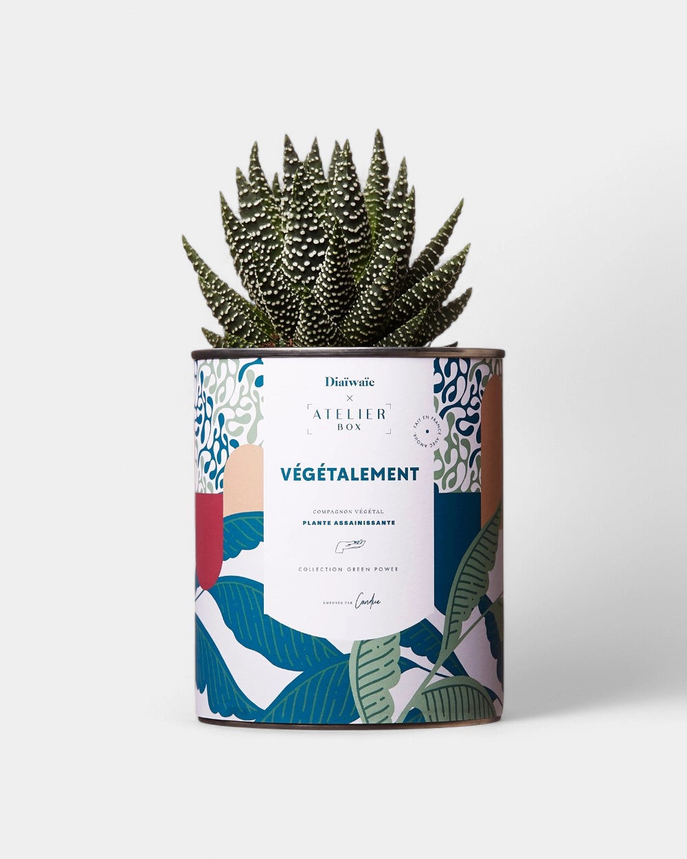 Cactus 100% personnalisable Diaiwaie
