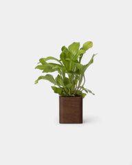 pot-cubique-en-bois-a-personnaliser4