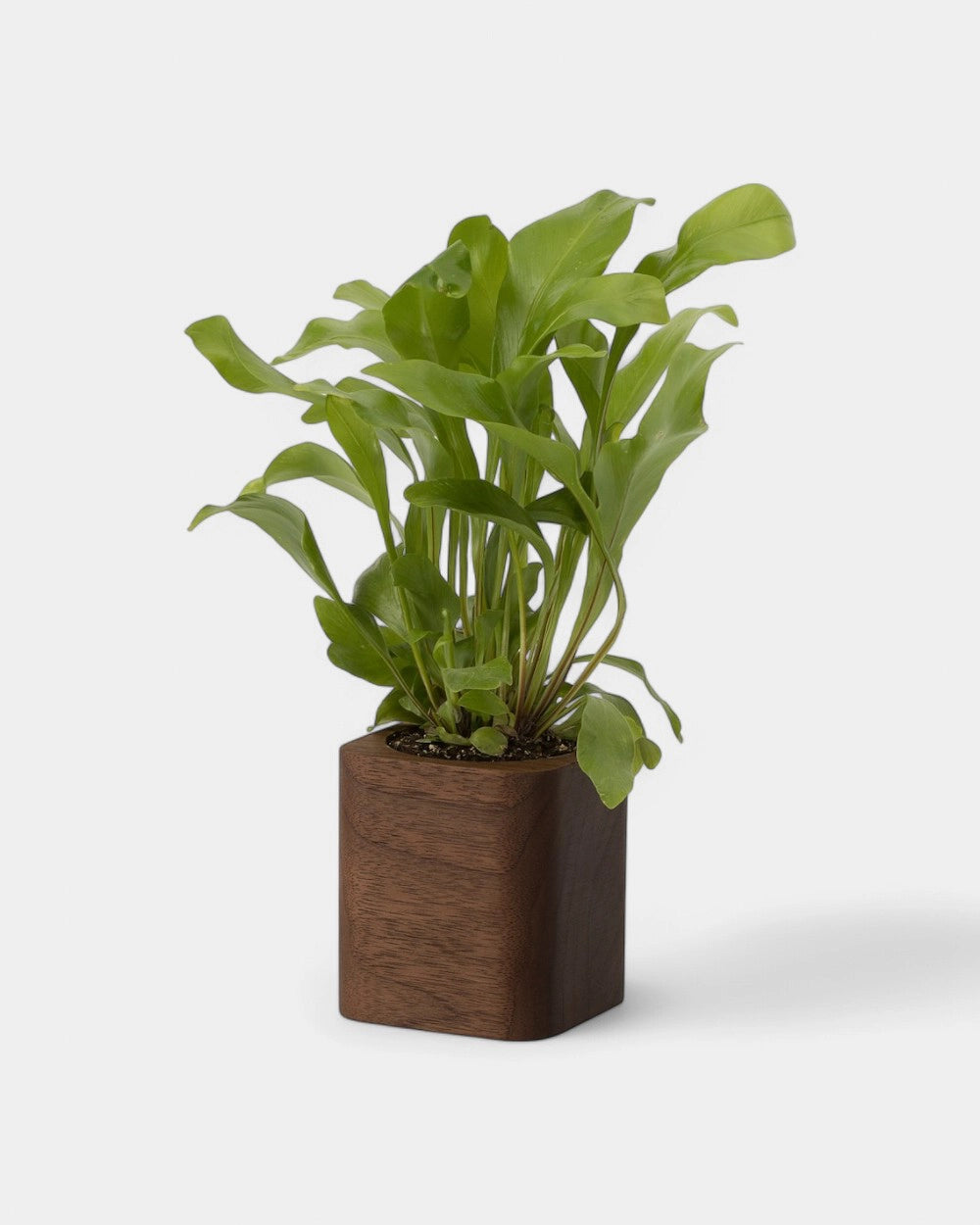 Pot cubique à personnaliser
