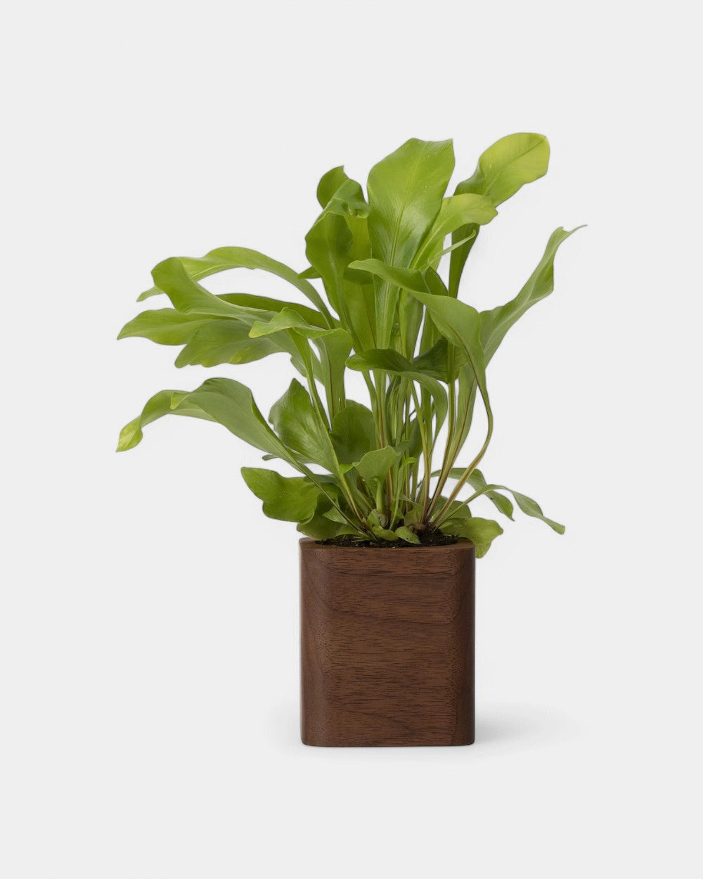 Pot cubique à personnaliser